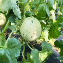 Meteor Silver Jade Melon Seeds, 20 Seeds
