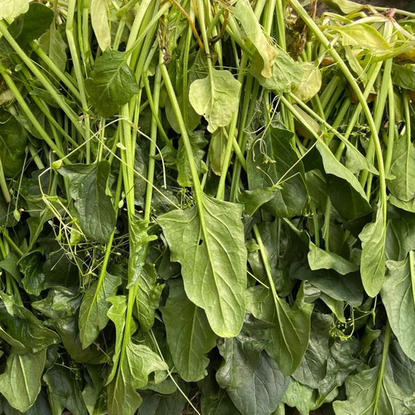 Golden Autumn Spinach Seeds, 20g