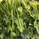 Golden Autumn Spinach Seeds, 20g