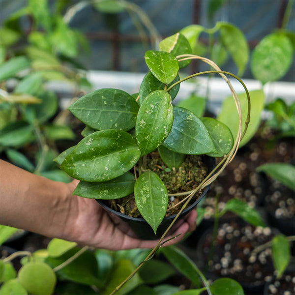 Whorled Wax Plant, 5 Cuttings