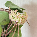 Hoya balaensis, 1 Cutting
