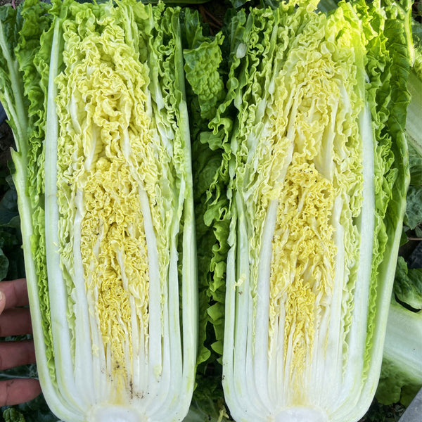 'Jinqi No.5' Chinese Cabbage Seeds, 5g