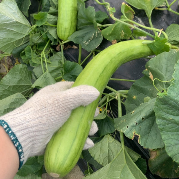 Green-veined Oriental Pickling Melon Seeds, 50 Seeds