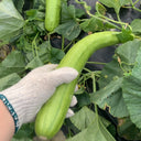 Green-veined Oriental Pickling Melon Seeds, 50 Seeds