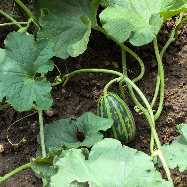 Bingtangzi High-Sugar Melon, 30 Seeds