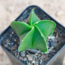 Pentagonal Glazed Bishop's Cap Live Cactus