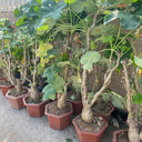 Buddha Belly Plant, 5 Seeds