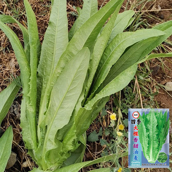 All-Season Youmai Cai Seeds, 10g