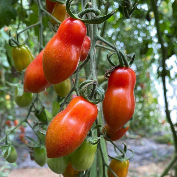 'Royal Pearl Peanut' Tomato Seeds, 20 Seeds