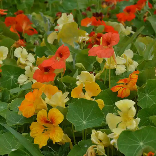 Aurora Nasturtium Mix Seeds, 50 Seeds