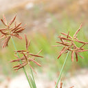 Nutgrass Seeds, 1g