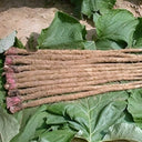 Longzhong Burdock, 200 Seeds