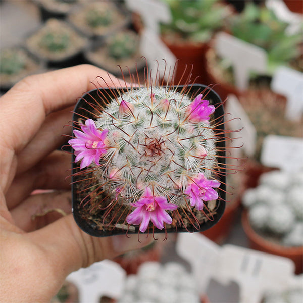 Mammillaria bombycina, 3-4cm