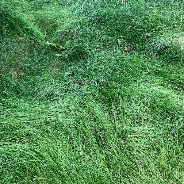 Red Fescue Seeds, 500g