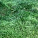 Red Fescue Seeds, 500g