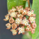 Hoya rigidifolia, 4 Cuttings