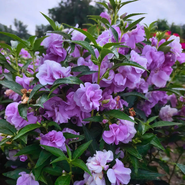 Camellia-Flowered Balsam (Mixed Colours) Seeds, 1g