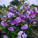 Camellia-Flowered Balsam (Mixed Colours) Seeds, 1g