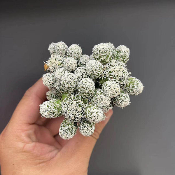 Mammillaria gracilis fragilis 'Thimble Cactus', 3-4cm
