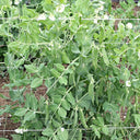 Edible Green Pea Seeds, 5 x 20g Bags