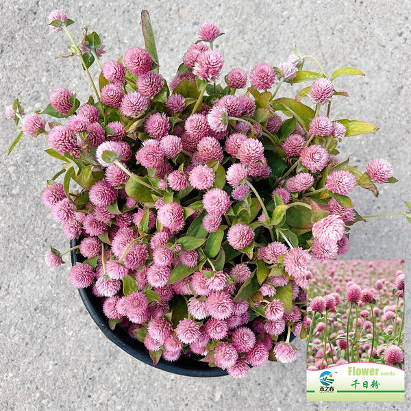 Hezhichun Pink Globe Amaranth Seeds, 1g