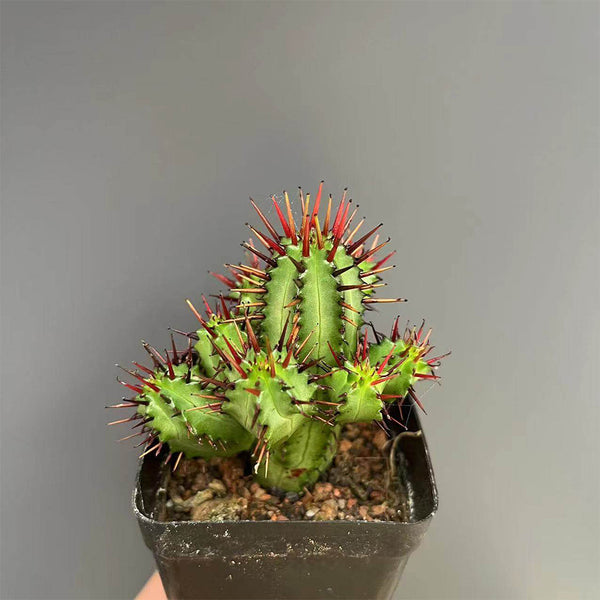 Pincushion Euphorbia, 4-5cm
