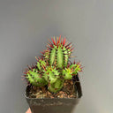 Pincushion Euphorbia, 4-5cm