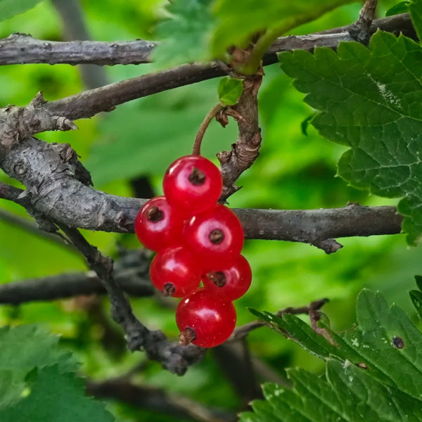 Red Currant, 10 Seeds