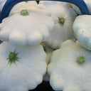 'White Flying Saucer' Gourd, 20 Seeds