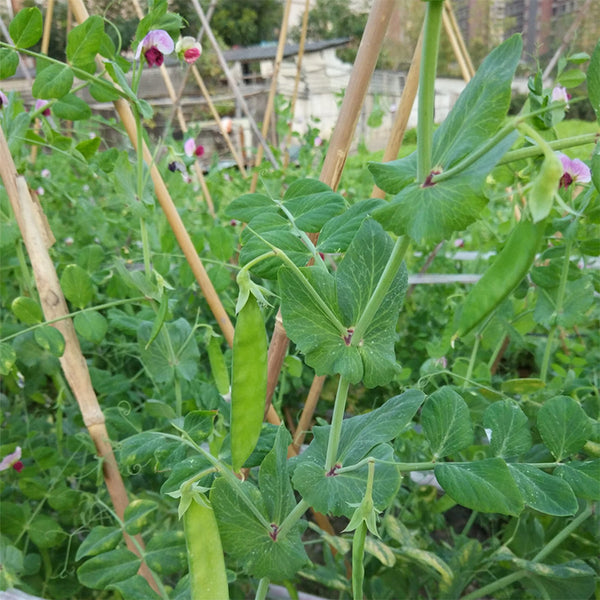 'Improved 604' Snow Pea Seeds, 30g