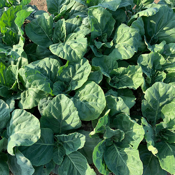 Heat-Tolerant Round-Leaf Chinese Kale Seeds, 20g