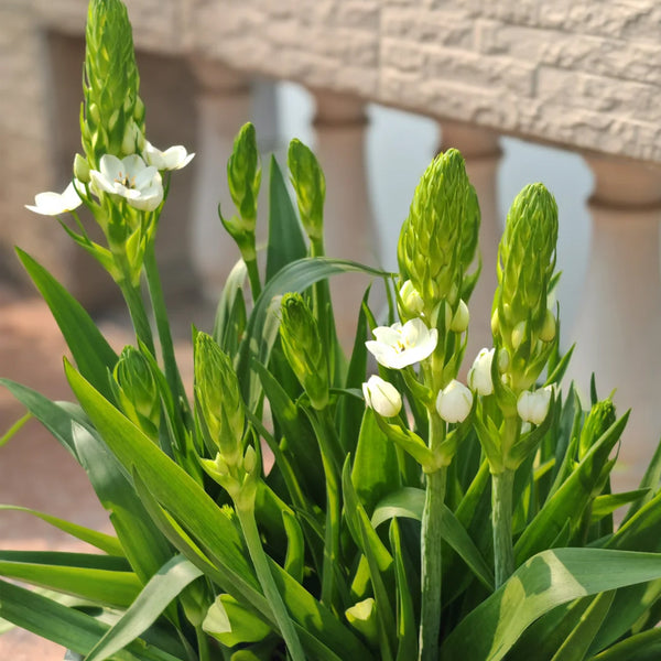 U2219 White Star of Bethlehem Bulbs, 0.3-0.4 in (0.8-1 cm), 10 Bulbs