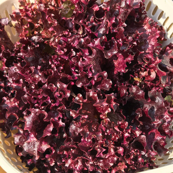 'Jinghong-1' Loose-leaf Lettuce Seeds, 1g