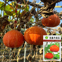 Longxindan Pumpkin Seeds, 10g