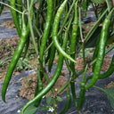 Xiangla No.6 Chili Pepper Seeds, 60 Seeds