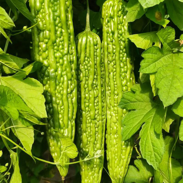 'Lvjinlong' Bitter Melon Seeds, 10g