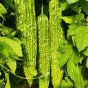 'Lvjinlong' Bitter Melon Seeds, 10g