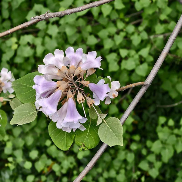 Paulownia fortunei, 200 Seeds