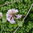 Paulownia fortunei, 200 Seeds