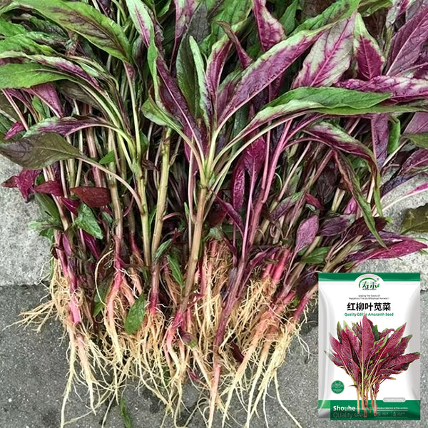 Red Willow Leaf Amaranth Seeds, 10g
