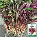 Red Willow Leaf Amaranth Seeds, 10g
