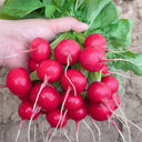'Ailuo' Cherry Radish Seeds, 10g