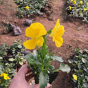 Super Bingo Series Yellow Pansy Seeds, 100 Seeds