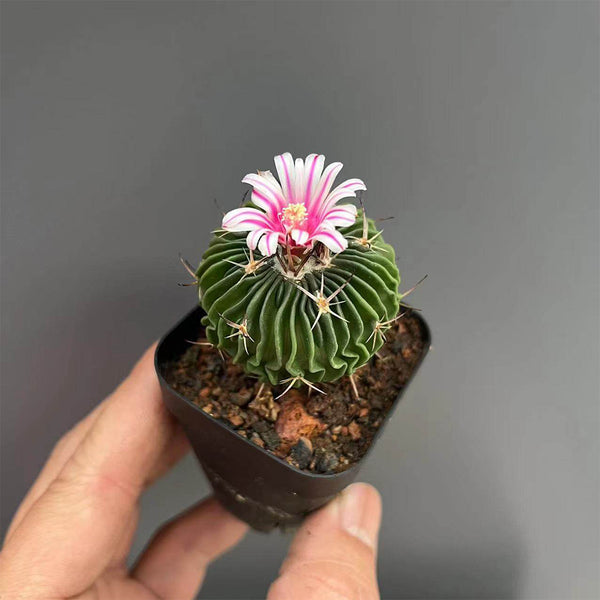 Echinofossulocactus multicostatus, 3-4cm