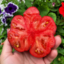 226 Black Russian Rose Tomato, 5 Seeds
