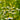Hezhichun German Chamomile, 300 Seeds