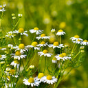 Hezhichun German Chamomile, 300 Seeds