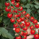 Pearl Falls Tomato, 20 Seeds