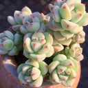 Echeveria Caramel Spirit, 3pcs x 1-head