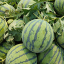 Rock Sugar Kirin No.2 Watermelon Seeds, pack of 50